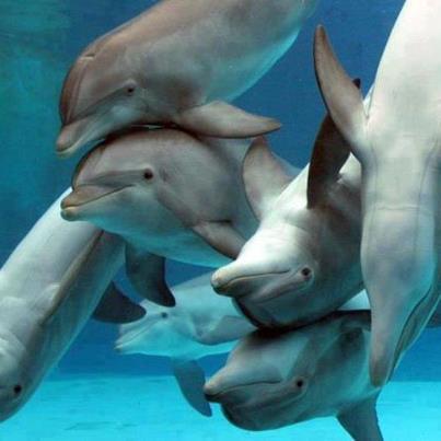 524094_324316764324681_1324529803_n[1]