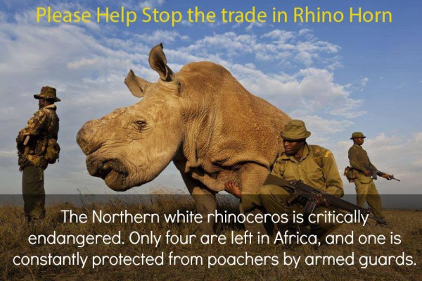 RhinoHelp