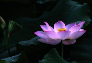 lotus