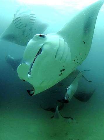 mantaraypic