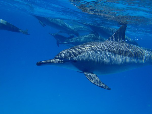 Spinner-dolphin_Debbie-Winton