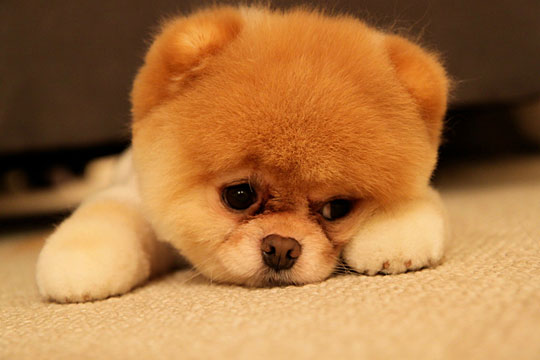 cute-dog-sad-face